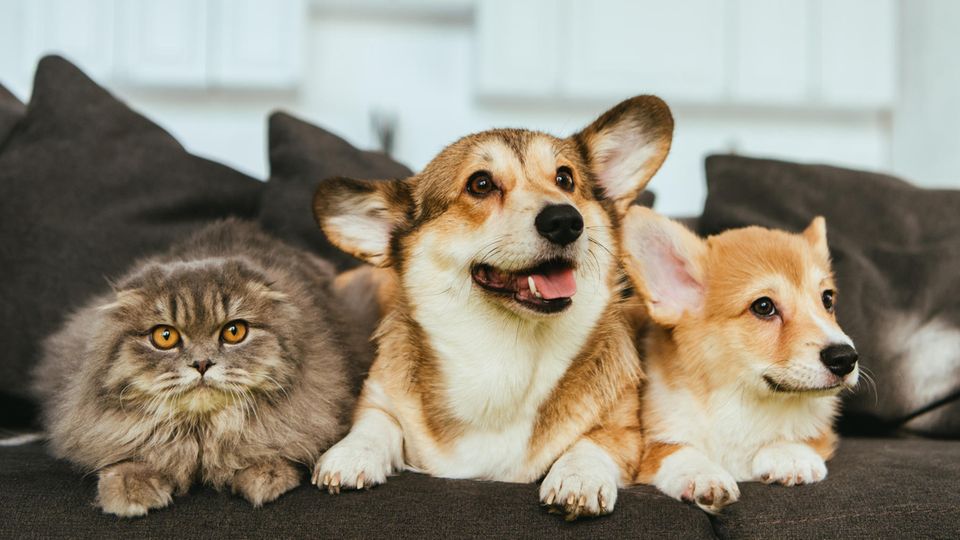 Coronavirus: Eine Gefahr für Hunde und Katzen? Coronavirus: Hunde und eine Katze sitzen auf einem Sofa