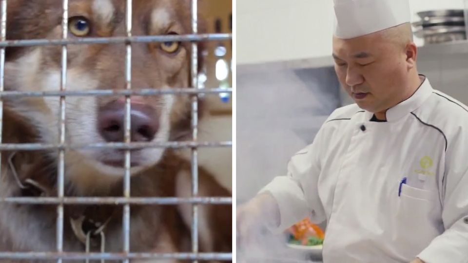 Die chinesische Stadt verbietet Verzehr von Hunden und Katzen. Die chinesische Stadt verbietet Verzehr von Hunden und Katzen.