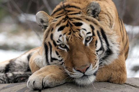 Ein Tiger im New Yorker Bronx Zoo. Hier hat sich ein Tiger-Weibchen mit dem Coronavirus angesteckt.