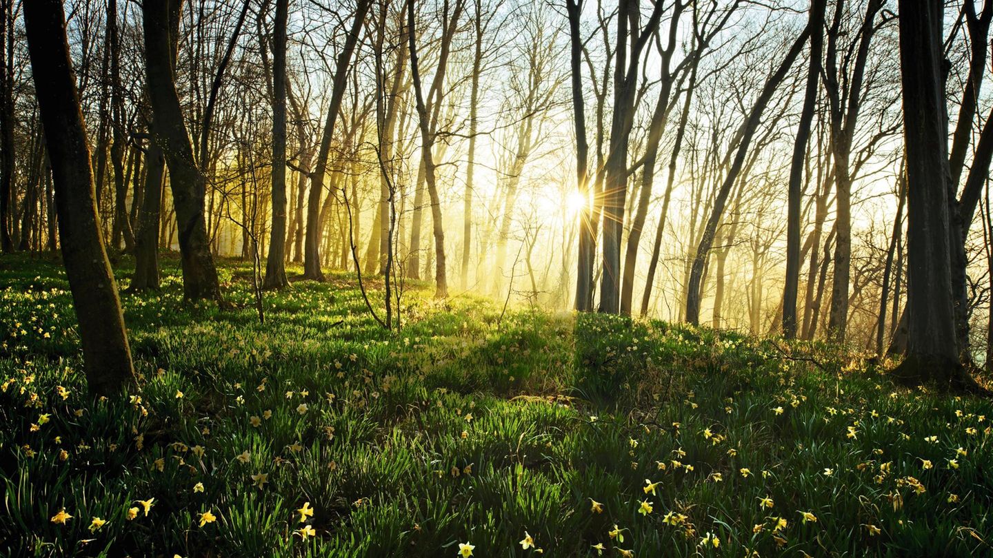 Thema Frühling Thema Frühling