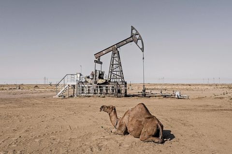 Ein Kamel ruht zwischen den zahlreichen Erdölpumpen