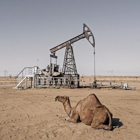 Ein Kamel ruht zwischen den zahlreichen Erdölpumpen