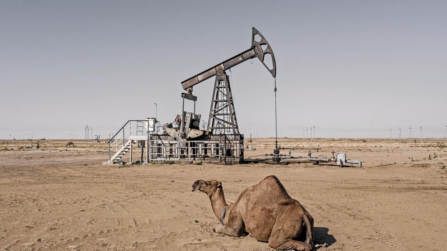 Ein Kamel ruht zwischen den zahlreichen Erdölpumpen