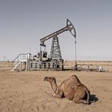 Ein Kamel ruht zwischen den zahlreichen Erdölpumpen