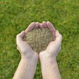 Zwei Hände voll mit Rasensamen
