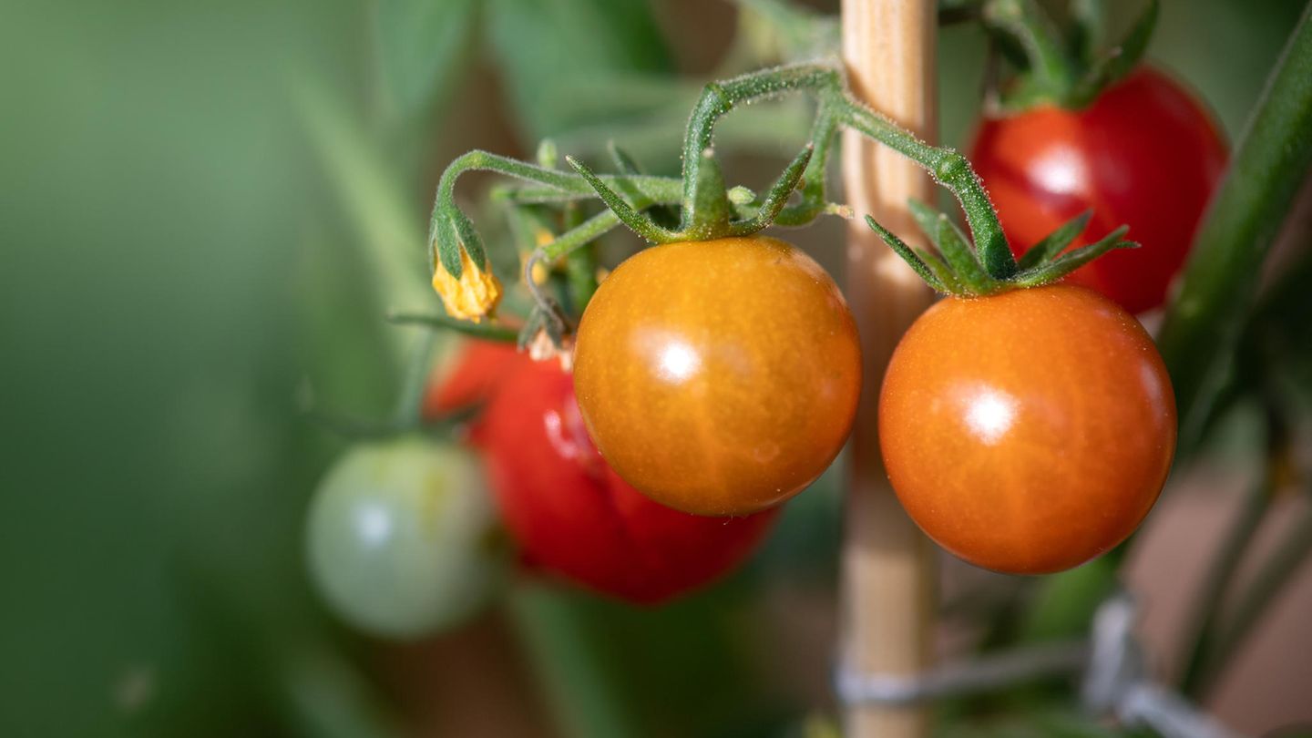 Tomaten pflanzen: Blütenstand mit einigen reifen und fast reifen Früchten