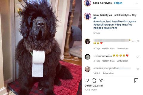Hund Hank mit zerzaustem Fell und einer Rolle Klopapier um den Hals