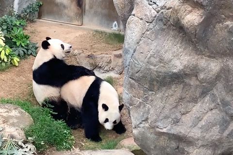 Hongkong: Riesenpandas Ying Ying und Le Le haben Sex zum ersten Mal seit zehn Jahren.