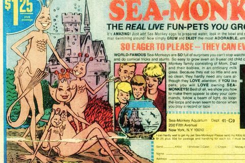 In der Werbung lebten die "Sea Monkeys" wie eine US-Familie unter Wasser.