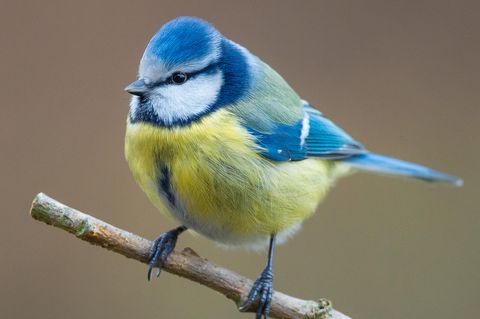 Eine Blaumeise (Cyanistes caeruleus) sitzt in einem Garten auf einem Ast
