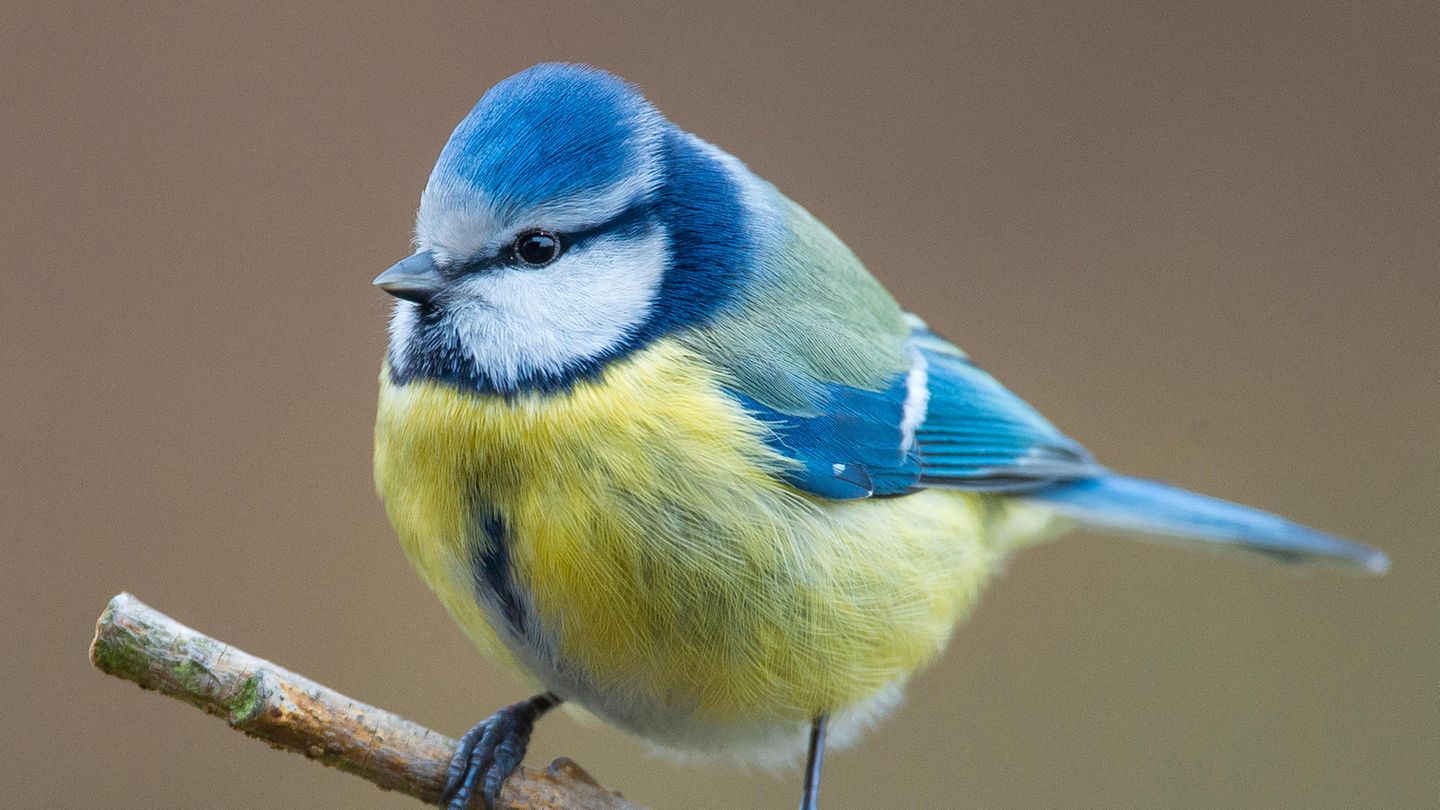 Eine Blaumeise (Cyanistes caeruleus) sitzt in einem Garten auf einem Ast