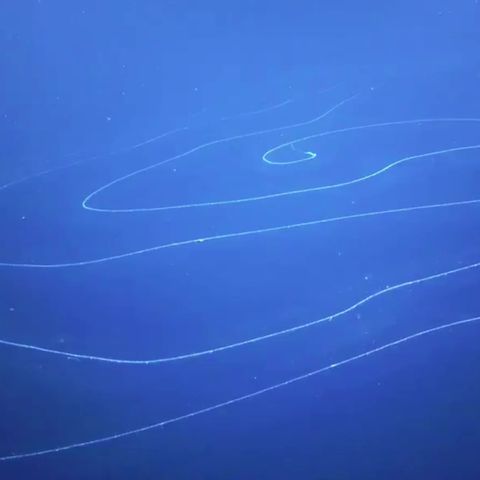 Australien: Forscher filmen gigantische Staatsquallen-Spirale