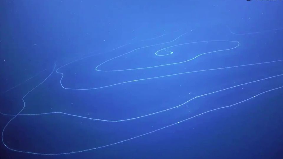 Australien: Forscher filmen gigantische Staatsquallen-Spirale Australien: Forscher filmen gigantische Staatsquallen-Spirale