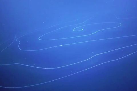 Australien: Forscher filmen gigantische Staatsquallen-Spirale