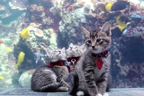 Die fünf Katzen erkunden das menschenleere Aquarium