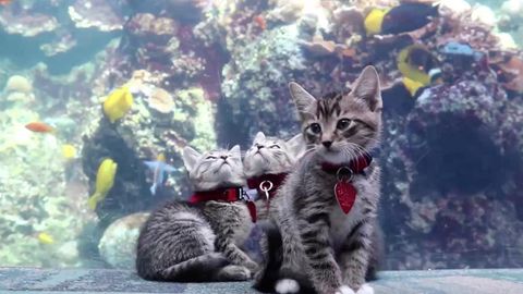 Die fünf Katzen erkunden das menschenleere Aquarium