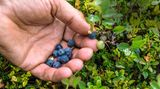 Wilde Blaubeeren
