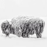 Ein Schatten seiner selbst