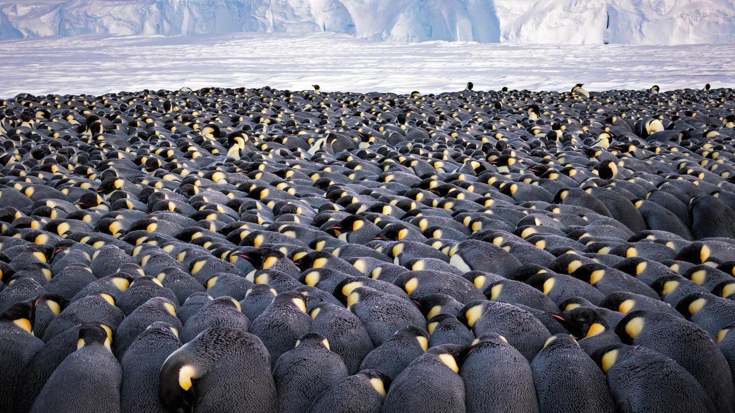 Wärmende Insel