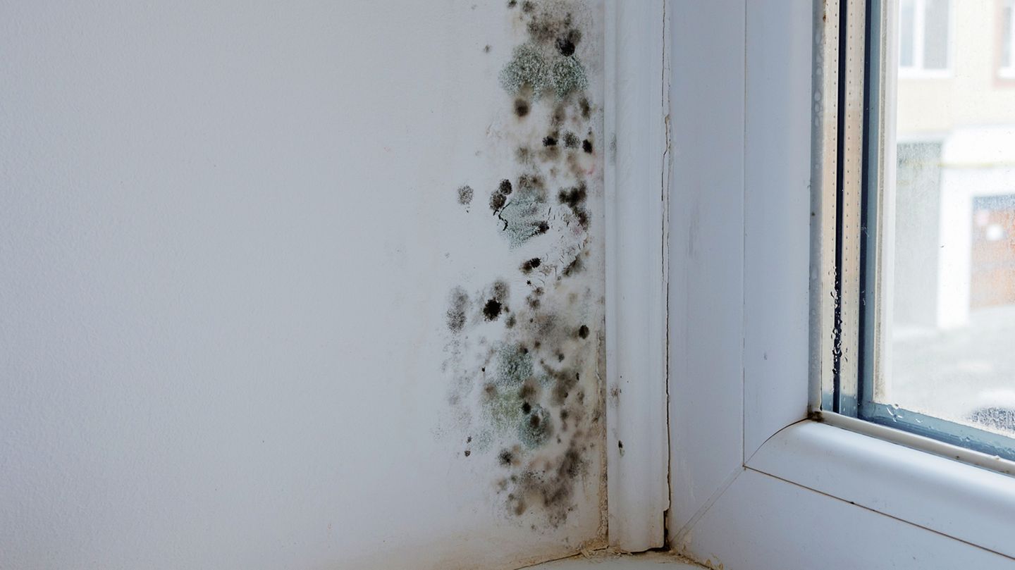 Soll man die Heizung vor dem Verlassen der Wohnung herunterdrehen, oder zieht dann der Schimmel ein?  Schimmelgefahr droht, wenn die Wände unter 16 Grad abkühlen. Ansonsten lässt sich durch das Absenken der Temperatur ohne großen Aufwand Energie sparen. Bei einer älteren Ölheizung ist der Spareffekt am größten: Wer die Raumtemperatur tagsüber um vier Grad senkt, zum Beispiel von 20 auf 16 Grad, spart bis zu zehn Prozent Heizkosten. Noch besser: Man tauscht die alten Ventile gegen elektronisch geregelte, programmierbare Ventile. Mit diesen Mini-Computern lassen sich Zeit und Temperatur für jeden Raum individuell einstellen.  Bewertung  •Investition: keine/programmierbare Ventile zwischen 30 bis 120 Euro pro Stück  •Amortisation: mit der nächsten Heizkostenabrechnung/nach wenigen Jahren  •CO2-Einsparung: bei einer 80-Quadratmeter-Wohnung 270 kg (Gasheizung) bis 370 kg (Ölheizung) pro Jahr  •Aufwand: gering  Gesamturteil: ****