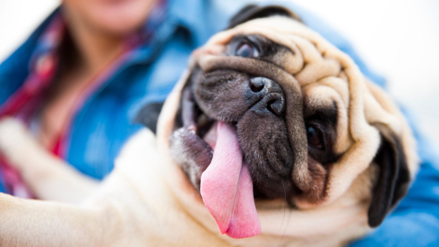 Mops mit heraushängender Zunge im Arm eines Menschen