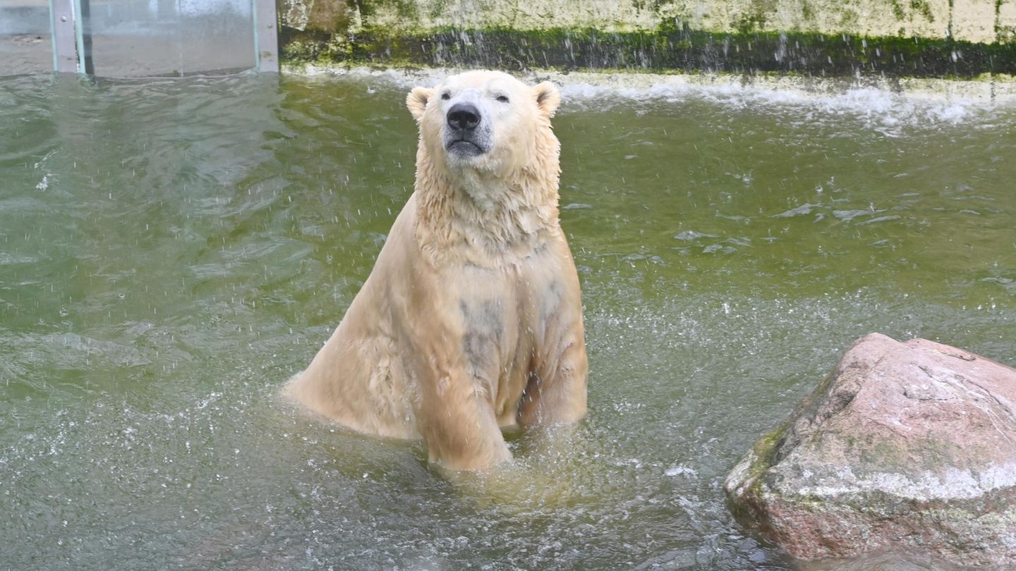 Eisbär Vitus, Deutschland größter Eisbär und Vater von Berlins Eisbären Knut, schwimmt in seinem Becken in Neumünster