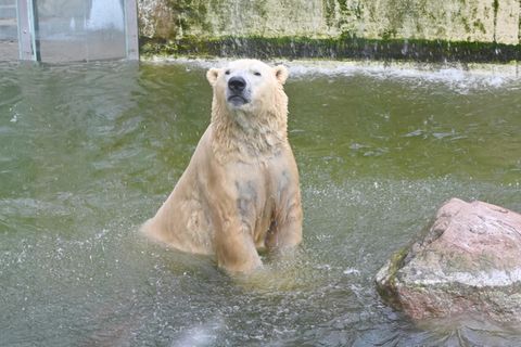 Eisbär Vitus, Deutschland größter Eisbär und Vater von Berlins Eisbären Knut, schwimmt in seinem Becken in Neumünster