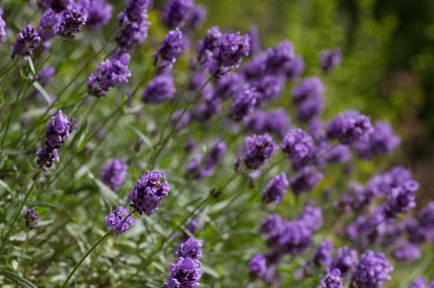 Lavendel pflanzen und pflegen: Violett blühender Lavendel auf einer Wiese