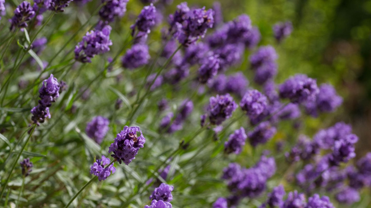 Lavendel pflanzen und pflegen: Violett blühender Lavendel auf einer Wiese