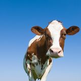 Eine Kuh, von unten gegen den blauen Himmel fotografiert