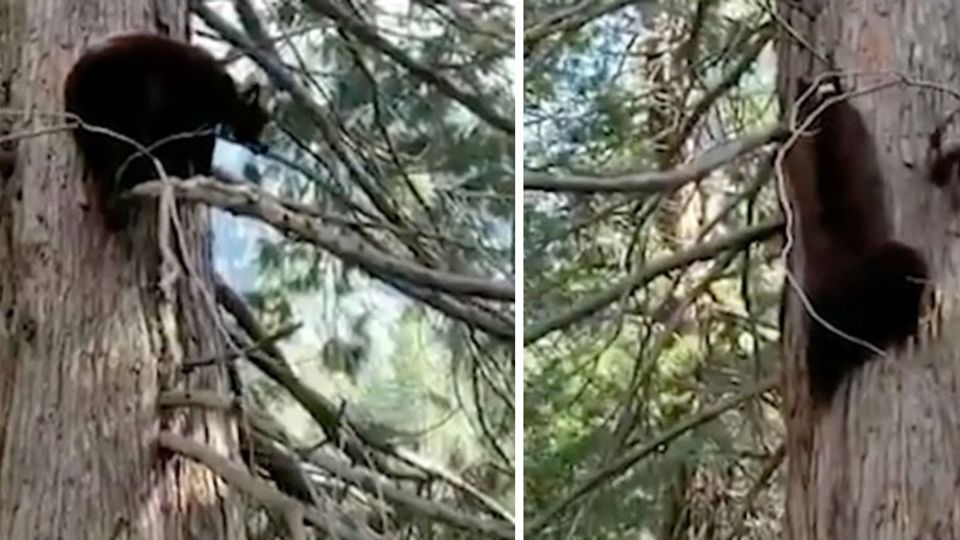 Wegen Corona – Bären im Yosemite Nationalpark "feiern eine Party"
