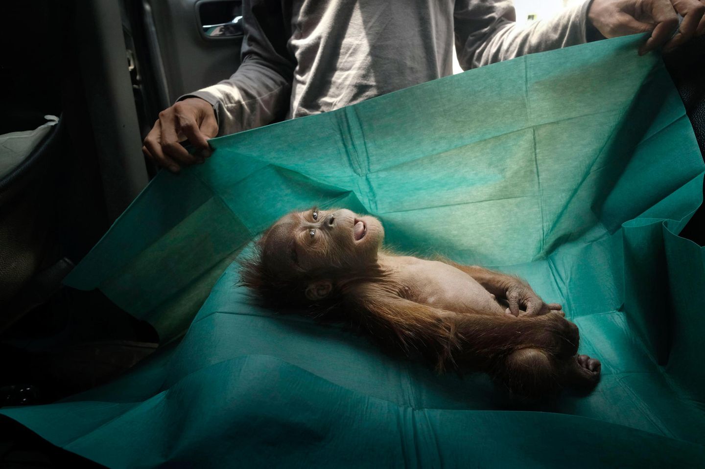 Final Farewell Bestes Foto in der Kategorie "Natur": Der Körper eines einmonatigen Orang-Utans liegt auf dem Operationstuch eines Rettungsteams auf Sumatra. Das Tier starb kurz nachdem es mit der verletzten Mutter auf einer Palmölplantage gefunden wurde. Titel: "Final Farewell".