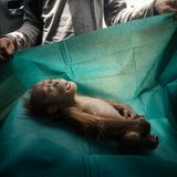 Bestes Foto in der Kategorie "Natur": Der Körper eines einmonatigen Orang-Utans liegt auf dem Operationstuch eines Rettungsteams auf Sumatra. Das Tier starb kurz nachdem es mit der verletzten Mutter auf einer Palmölplantage gefunden wurde. Titel: "Final Farewell".