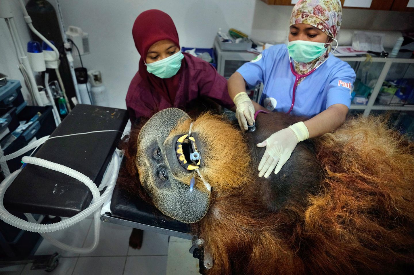 Saving Orangutans Gewinner in der Kategorie "Nature - Stories": Fahzren, ein 30 Jahre alter männlicher Orang-Utan, wird in der Quarantänestation des SOCP einer medizinischen Routineuntersuchung unterzogen. Er hat die meiste Zeit seines Lebens in einem Zoo verbracht und verfügt nicht über die Fähigkeiten, um in die freie Wildbahn zurückgebracht zu werden. Titel der Foto-Geschichte: "Saving Orangutans".