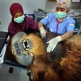 Gewinner in der Kategorie "Nature - Stories": Fahzren, ein 30 Jahre alter männlicher Orang-Utan, wird in der Quarantänestation des SOCP einer medizinischen Routineuntersuchung unterzogen. Er hat die meiste Zeit seines Lebens in einem Zoo verbracht und verfügt nicht über die Fähigkeiten, um in die freie Wildbahn zurückgebracht zu werden. Titel der Foto-Geschichte: "Saving Orangutans".