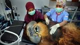 Gewinner in der Kategorie "Nature - Stories": Fahzren, ein 30 Jahre alter männlicher Orang-Utan, wird in der Quarantänestation des SOCP einer medizinischen Routineuntersuchung unterzogen. Er hat die meiste Zeit seines Lebens in einem Zoo verbracht und verfügt nicht über die Fähigkeiten, um in die freie Wildbahn zurückgebracht zu werden. Titel der Foto-Geschichte: "Saving Orangutans".