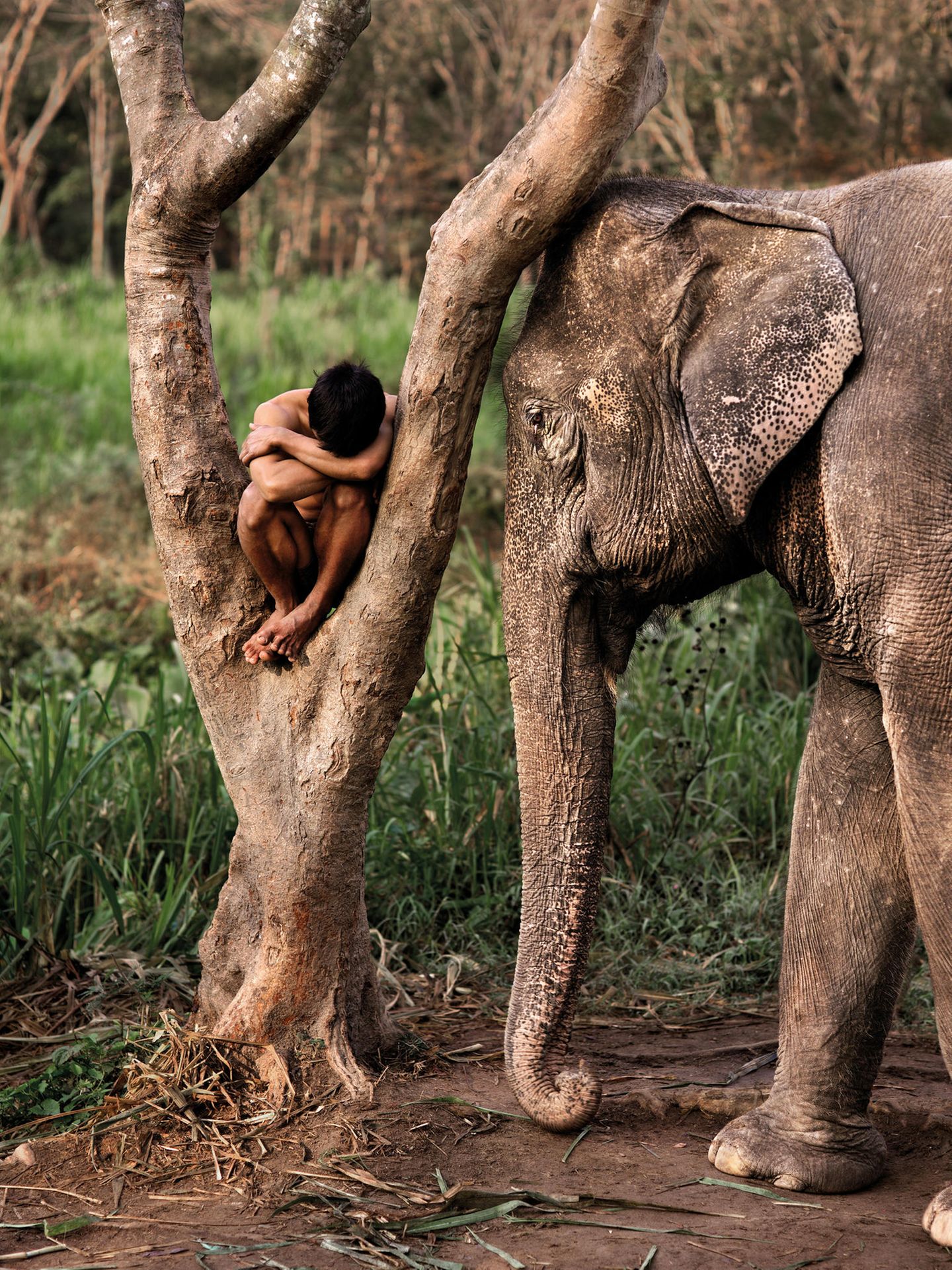 Steve McCurry "Animals" Ein junger Mann schläft in einer Astgabel, daneben steht ein schlafender Elefant