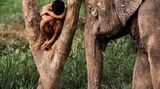 Ein junger Mann schläft in einer Astgabel, daneben steht ein schlafender Elefant