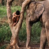 Ein junger Mann schläft in einer Astgabel, daneben steht ein schlafender Elefant