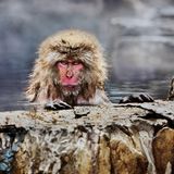 Ein Affe sieht grimmig in die Kamera