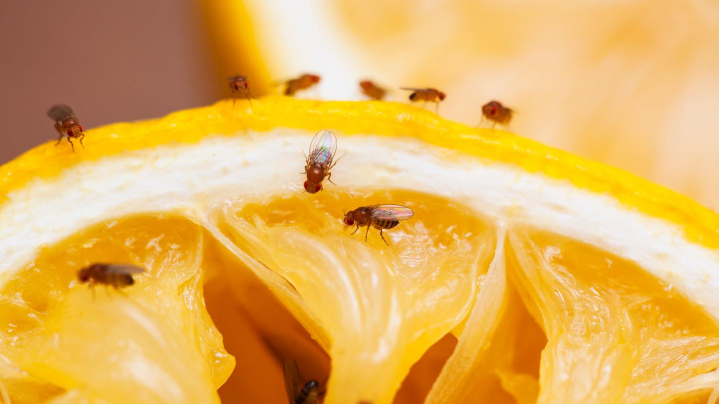 Ihren deutschen Namen haben Fruchtfliegen ihrer Vorliebe für gärendes Obst und Gemüse zu verdanken