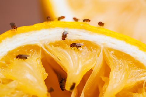 Ihren deutschen Namen haben Fruchtfliegen ihrer Vorliebe für gärendes Obst und Gemüse zu verdanken