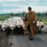 Ein Schäfer führt eine große Schafherde an