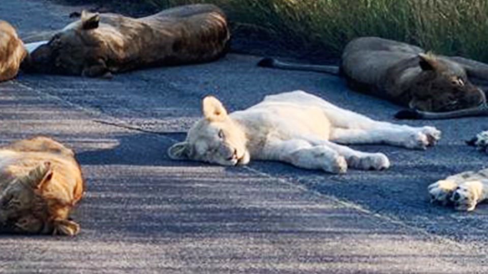 Kruger-Nationalpark: Weiße Löwen lassen sich im Lockdown blicken