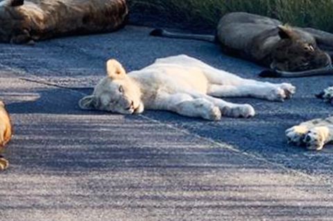 Kruger-Nationalpark: Weiße Löwen lassen sich im Lockdown blicken