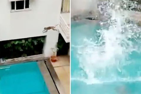 Affenspaß im Pool: Primaten nutzen Lockdown für sehr menschliches Badevergnügen