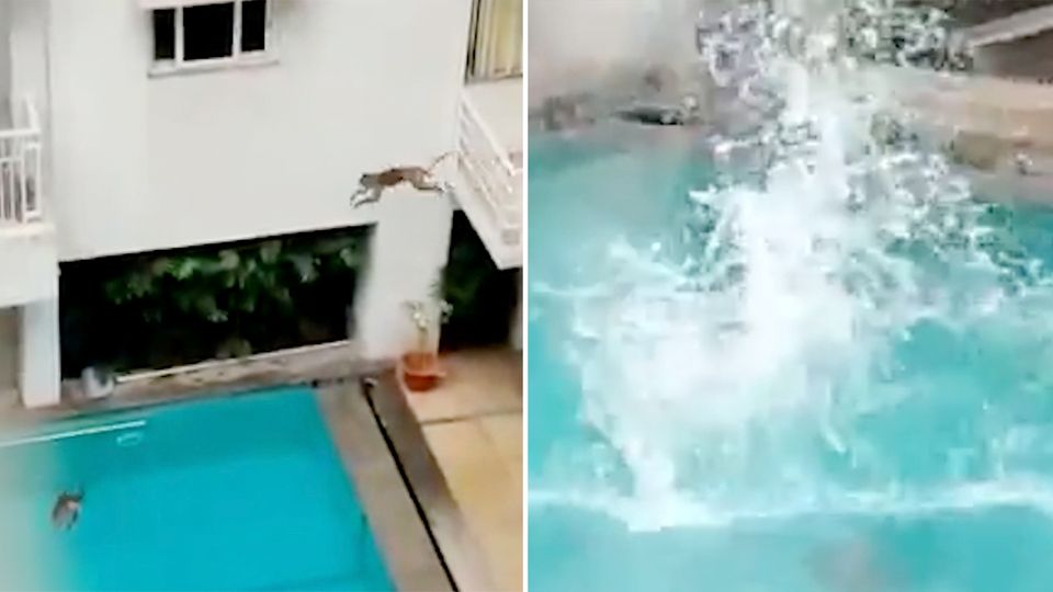 Affenspaß im Pool: Primaten nutzen Lockdown für sehr menschliches Badevergnügen Affenspaß im Pool: Primaten nutzen Lockdown für sehr menschliches Badevergnügen