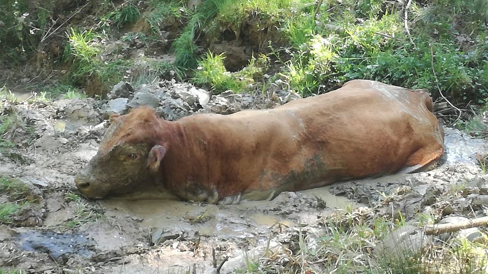 Nachrichten Deutschland Hennef Bulle Das Tier steckte bis zum Hals im Morast und konnte sich nicht mehr selbständig befreien