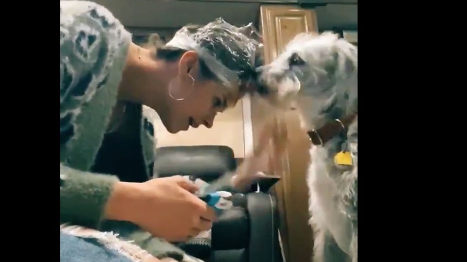 Video in sozialen Netzwerken: Erdnussbutter-Trick: So schneidet man Hunden ganz einfach die Krallen