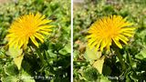 Beide Fotos wurden im normalen Fotomodus aufgenommen. Sie sind detailreich und kontraststark. Bei Tageslicht ist das iPhone SE weitgehend auf Augenhöhe mit dem iPhone 11 Pro Max.